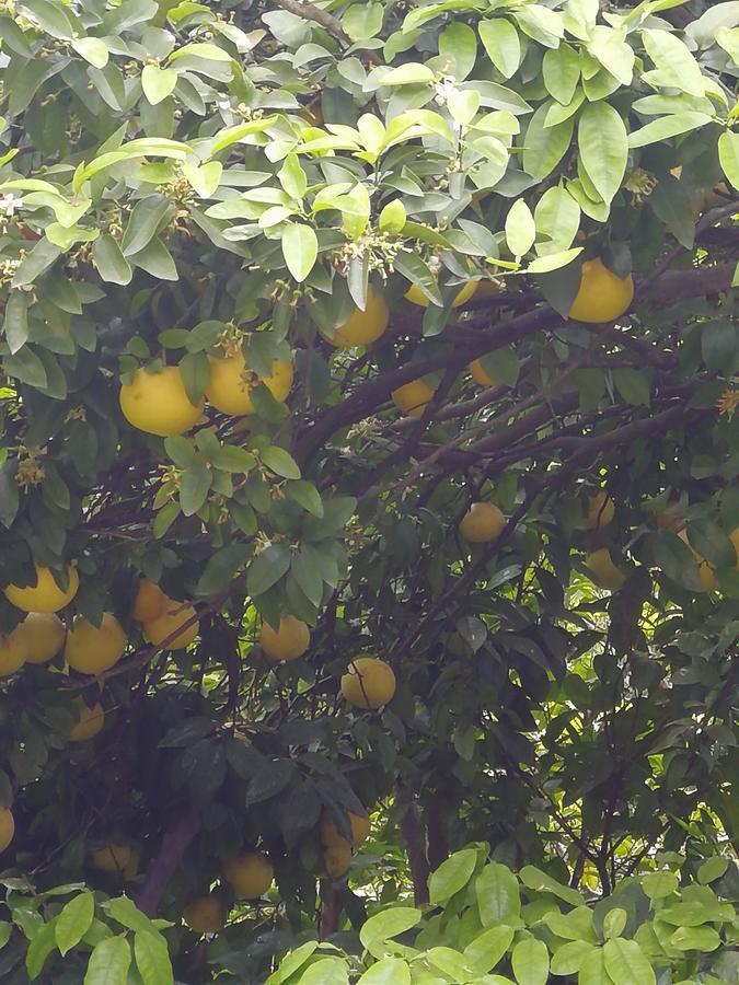 Appartamento Gulnazi Andria Sarpi Esterno foto